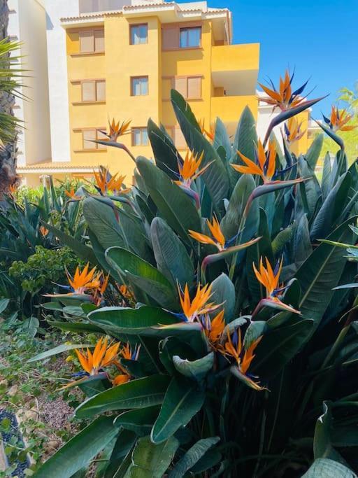 Casa De Flores Torrevieja Bagian luar foto